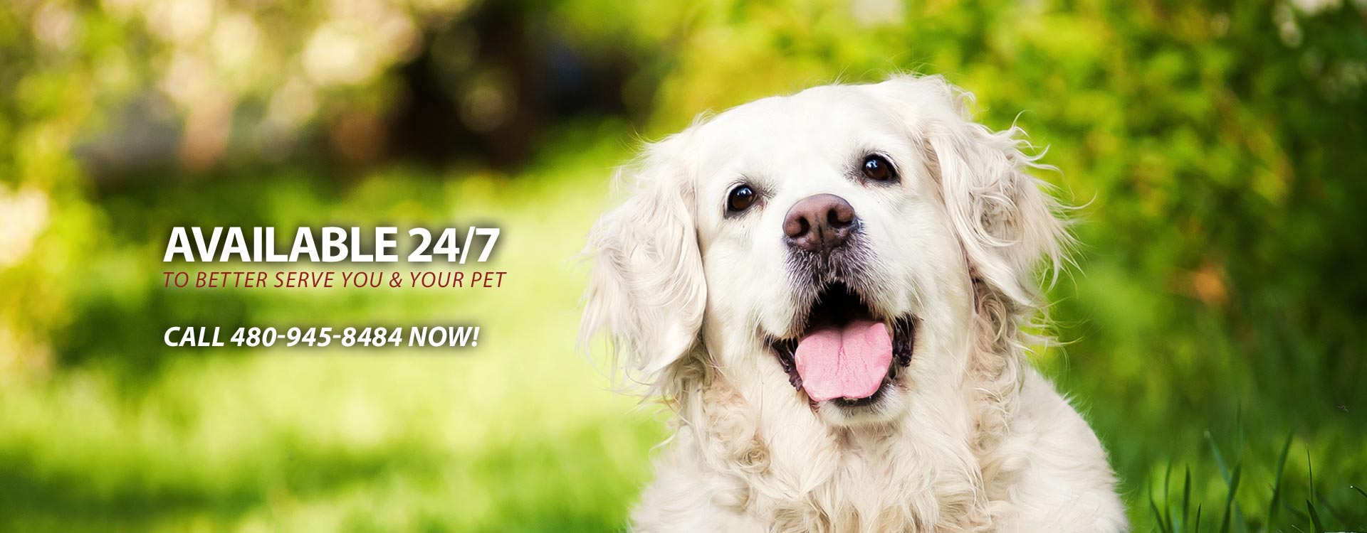24 Hour Paradise Valley Veterinary Service